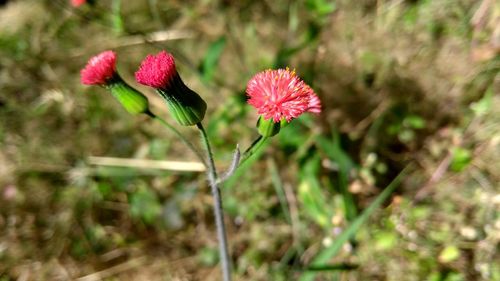 Close-up of flower blooming on field