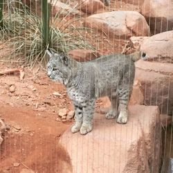 Close-up of cat