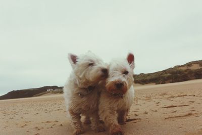 Portrait of dog on beach against sky