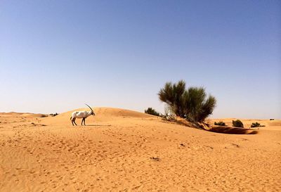 Arabian oryx in desert against clear sky