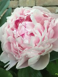 Close-up of pink flower