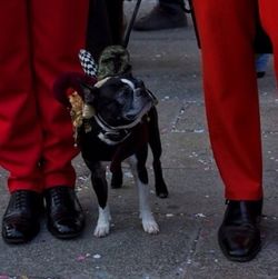 Close-up of dog