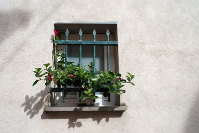 Potted plant on window