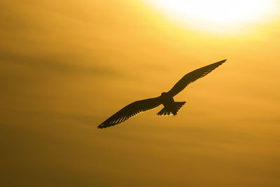 Close-up of bird flying against sky during sunset