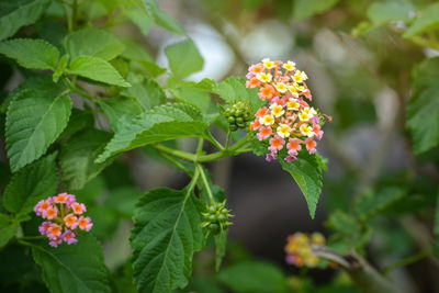 Multicolored lantana flowers in the garden. beautiful colorful hedge flower, weeping lantana.