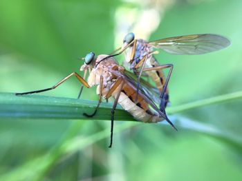 Close-up of damselfly on leaf