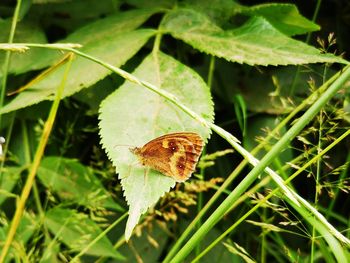 Close-up of butterfly on leaves