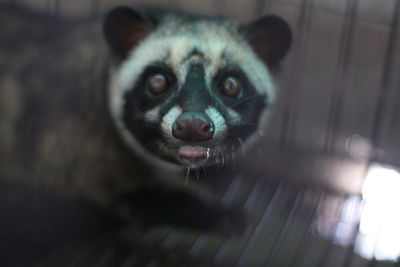 Close-up portrait of civet