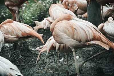 Close-up of flamingos