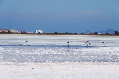 View of birds on beach against the sky