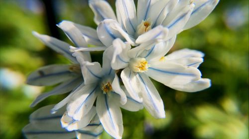 Close-up of white flower