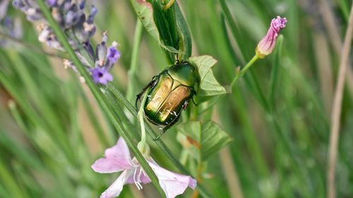 Close-up of butterfly pollinating on purple flower