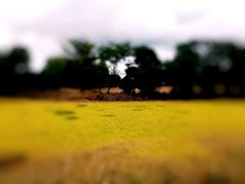 Close-up of yellow leaf on field against sky