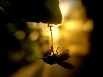 Close-up of insect on plant