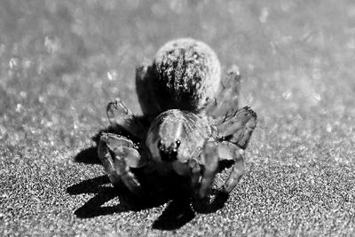 Close-up of insect on sand