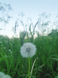 Close-up of dandelion flower on field