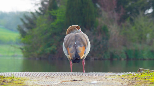 Close-up of seagull perching on a lake