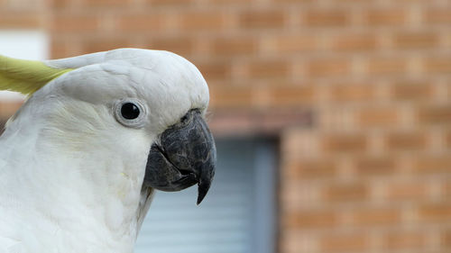 Close-up of australian wildlife white cockatoo bird looking at camera 