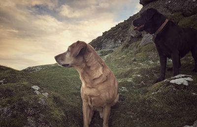 Dog standing on mountain against sky