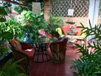 Chairs and plants against trees