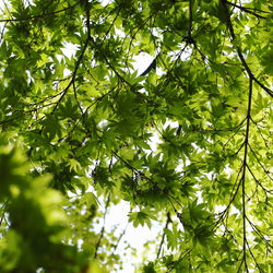 Low angle view of tree branches