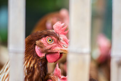 Close-up of a bird