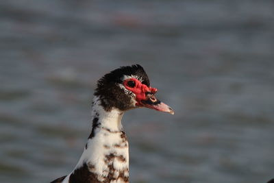 Close-up of a duck 