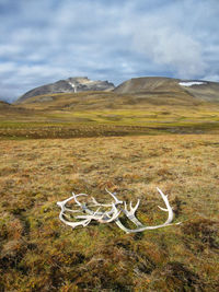 View of horse on field against mountain range