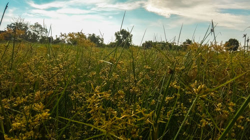 Crops growing on field against sky