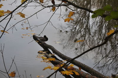 Bird perching on tree by lake