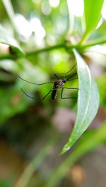 Close-up of spider on plant