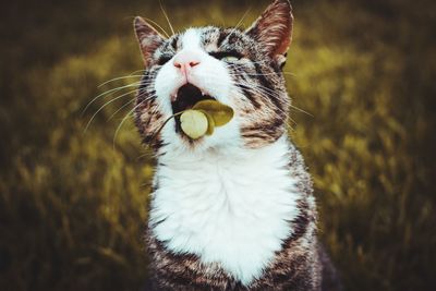 Close-up of a cat