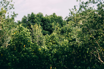 Low angle view of flowering plants against trees