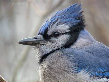 Close-up of bird