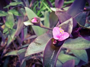 Close-up of pink flower blooming in park