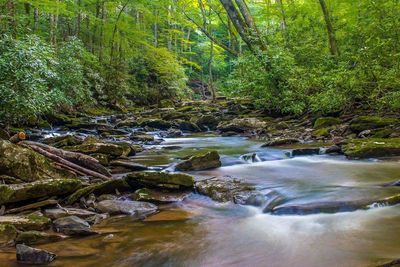 Scenic view of waterfall in forest