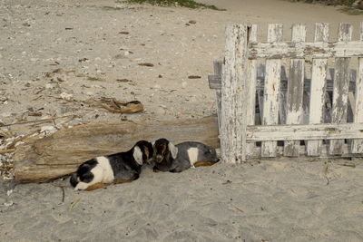 Dog sleeping on sand