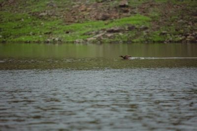 View of bird swimming in lake