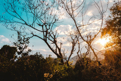 Trees against sky during sunset