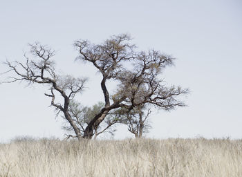 Bare tree on field against clear sky