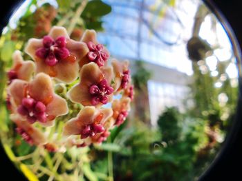 Close-up of berries on plant