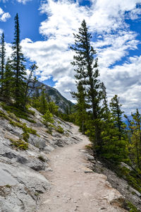 Pine trees in forest against sky