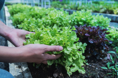 Close-up of hand holding plant