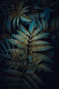 Full frame shot of fresh green leaves