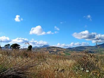 Scenic view of field against sky