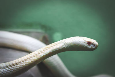 Close-up of lizard on rope