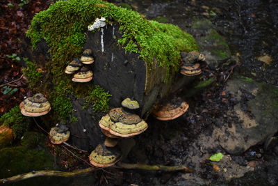 High angle view of mushrooms