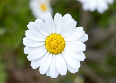 Close-up of white flower blooming outdoors