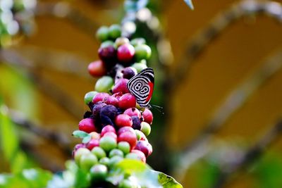 Close-up of berries on plant