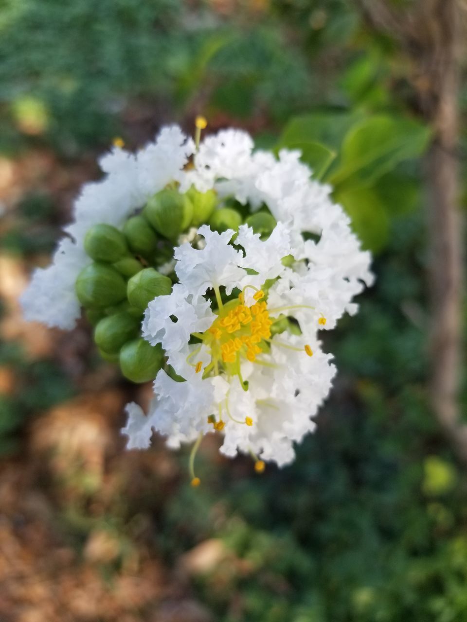 CLOSE-UP OF WHITE CHERRY BLOSSOMS